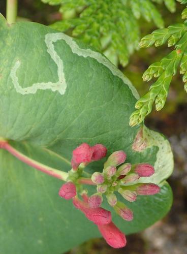 Aulagromyza hendeliana